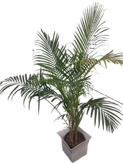 Arsh Flower and Plant